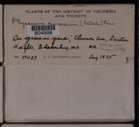 Physarum cinereum image